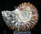 Agatized Douvilleiceras Ammonite #21636-1